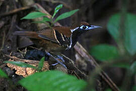 Ferruginous-backed Antbird