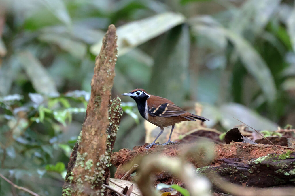 Ferruginous-backed Antbird male adult