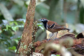 Ferruginous-backed Antbird