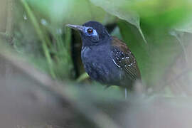 Chestnut-backed Antbird