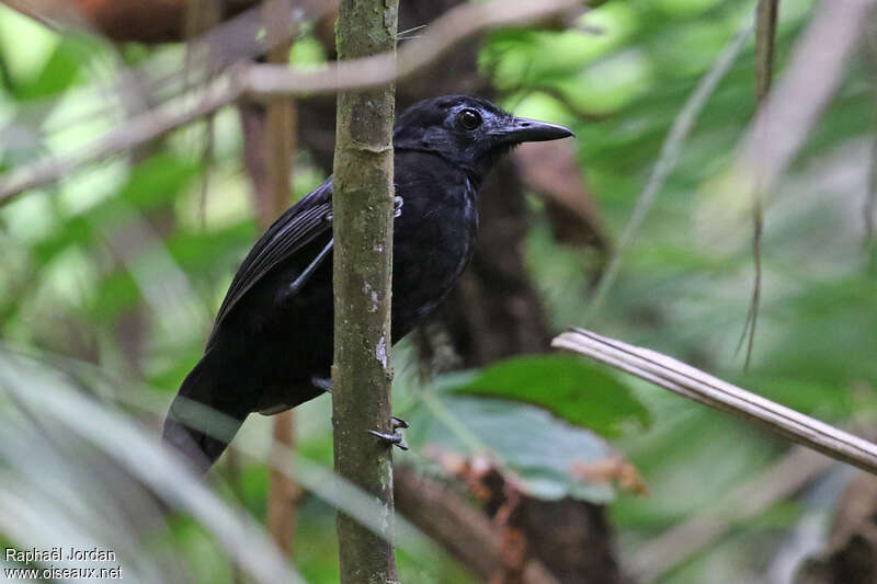 White-shouldered Antbird male adult, identification
