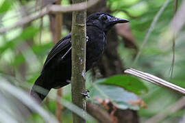 White-shouldered Antbird