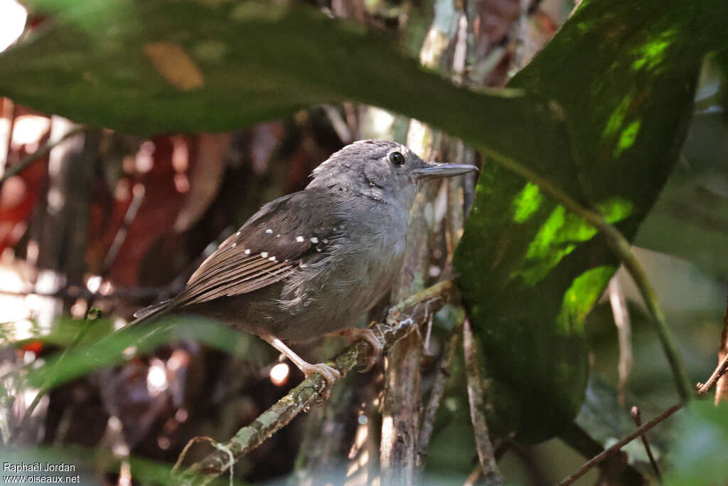 Rufous-faced Antbird male