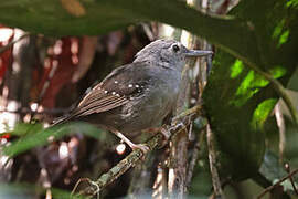 Rufous-faced Antbird