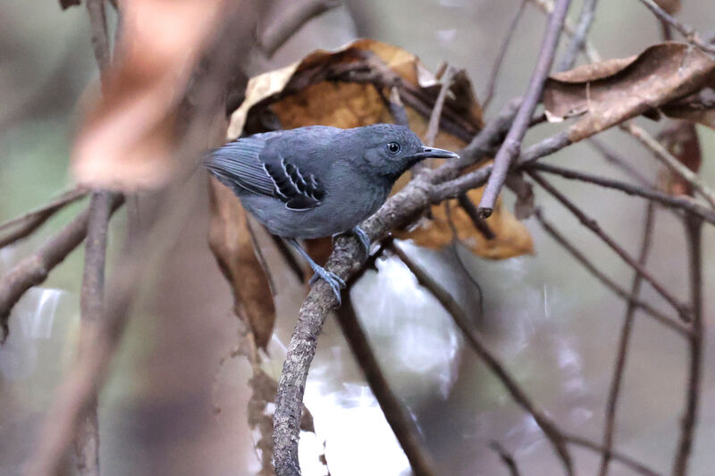 Black-chinned Antbird male adult
