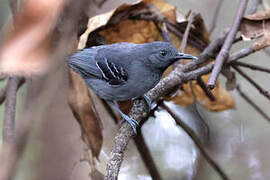 Black-chinned Antbird