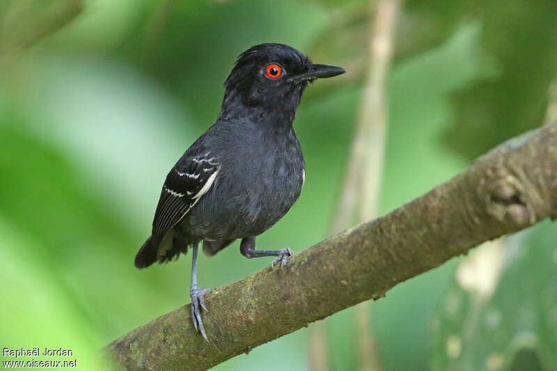 Black-tailed Antbird male adult, identification