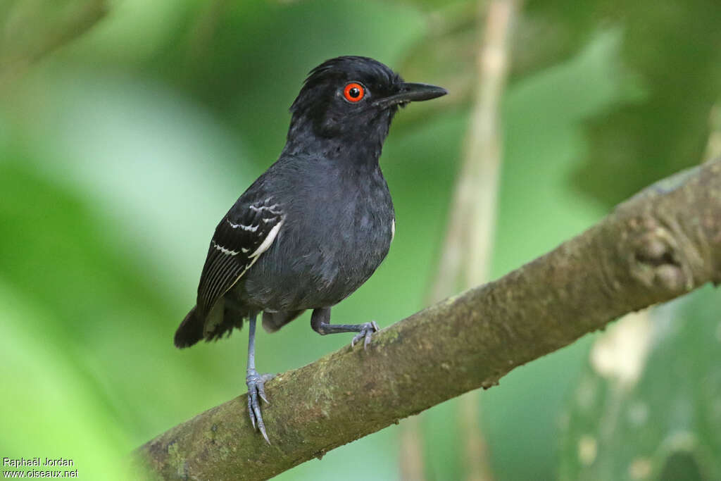 Black-tailed Antbird male adult, identification