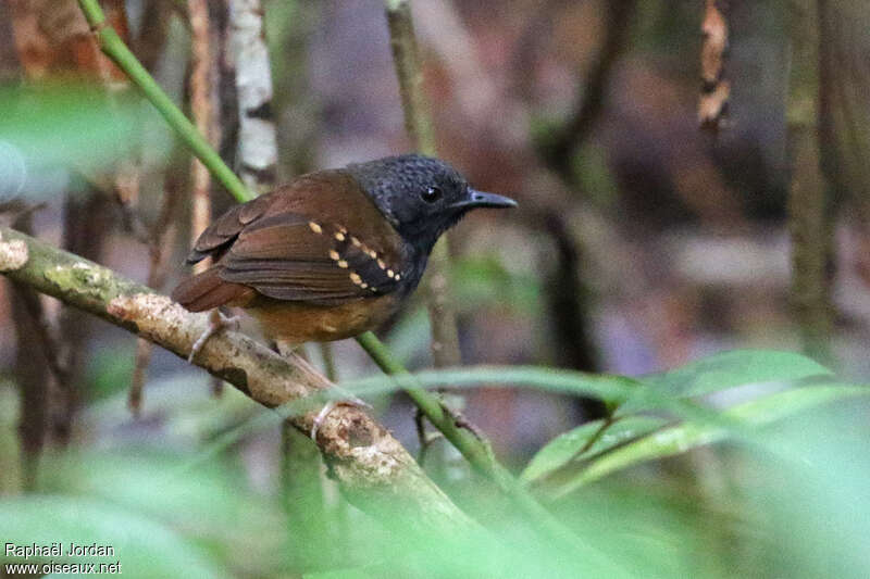 Northern Chestnut-tailed Antbird male adult, identification