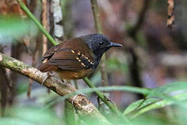 Northern Chestnut-tailed Antbird