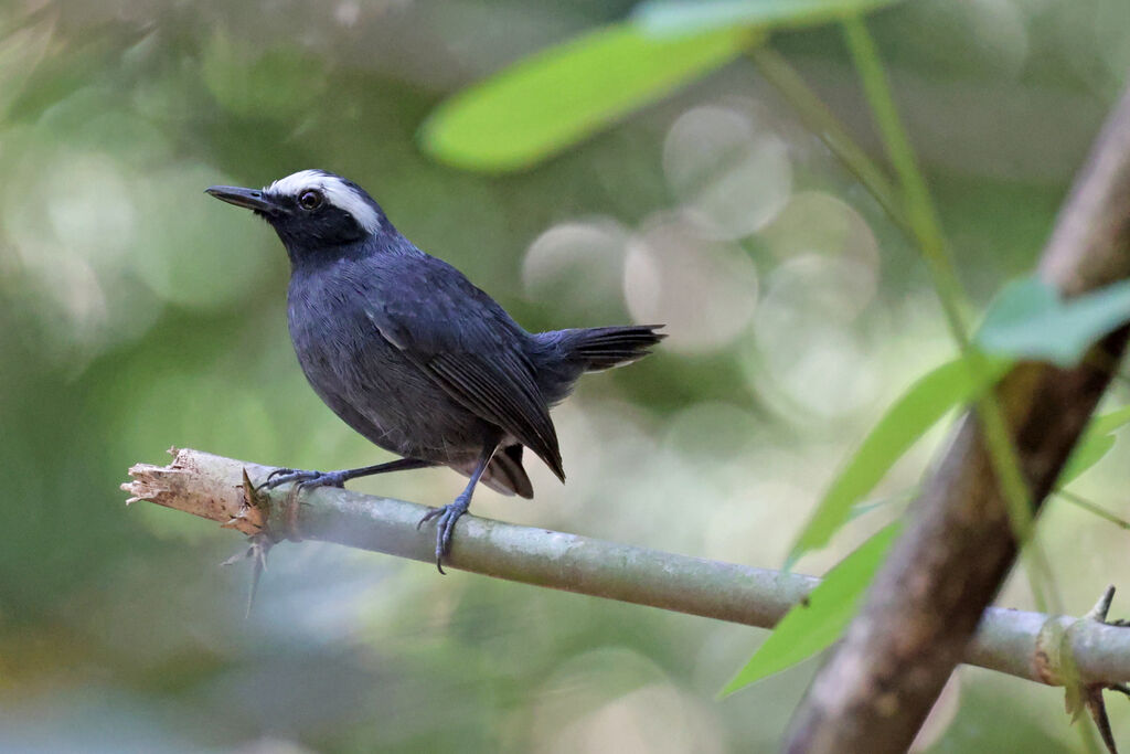 White-browed Antbird male adult