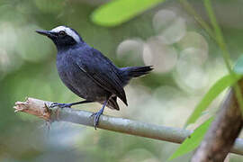 White-browed Antbird