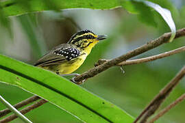 Yellow-browed Antbird