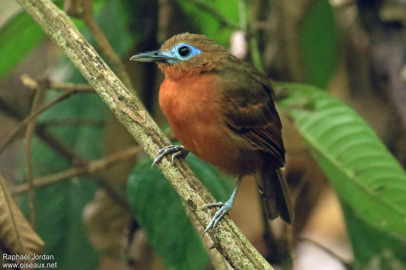Bare-crowned Antbird female adult, identification