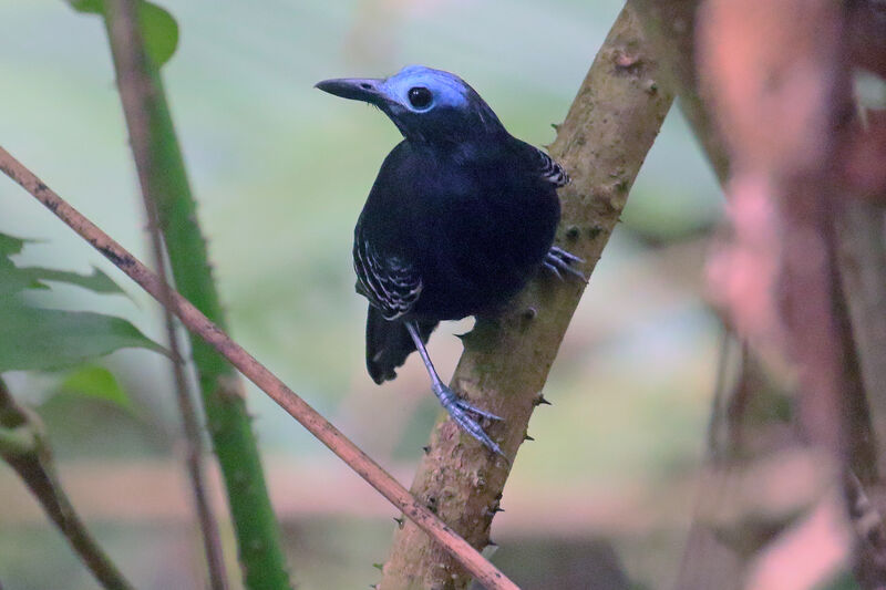 Bare-crowned Antbird male adult