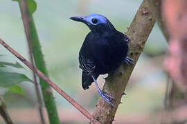 Bare-crowned Antbird