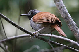 White-bellied Antbird