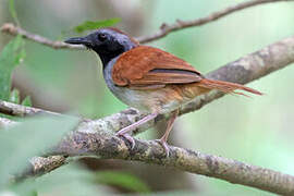 White-bellied Antbird