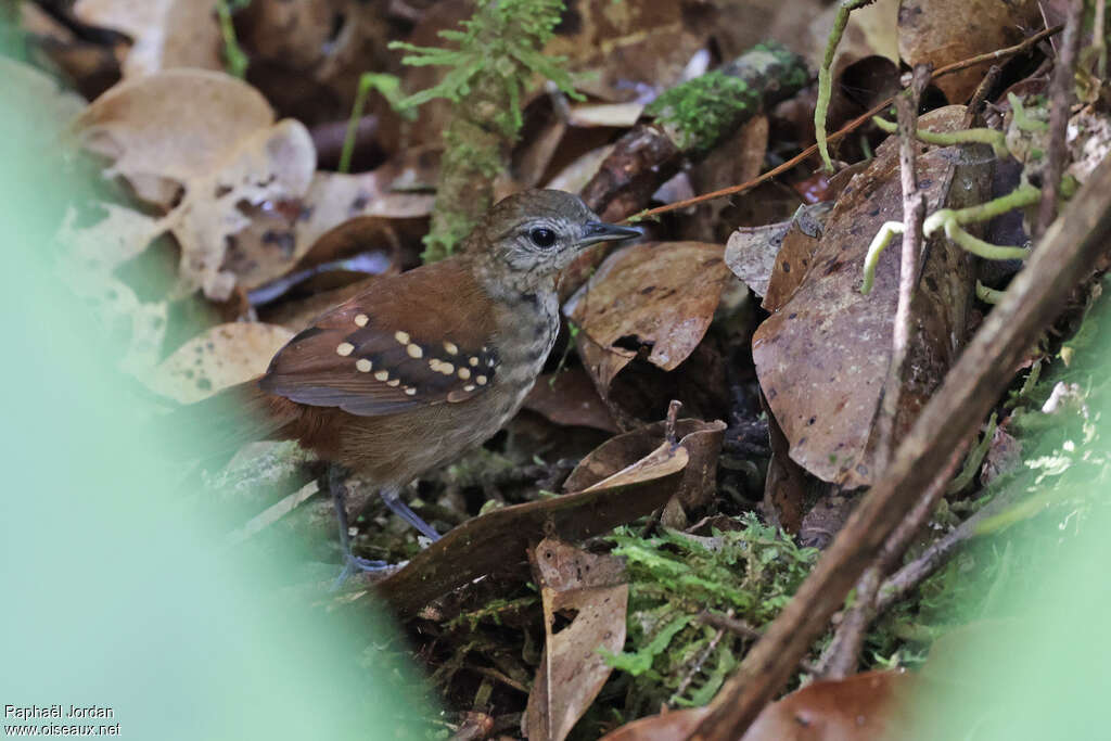 Grey-bellied Antbird female adult