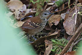 Grey-bellied Antbird