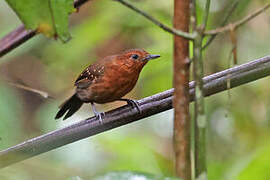 Slate-colored Antbird