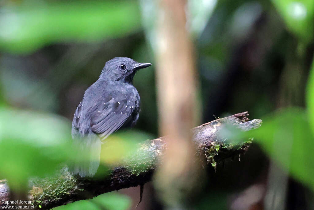 Slate-colored Antbird male adult