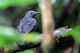 Slate-colored Antbird