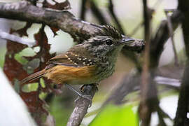 Guianan Warbling Antbird