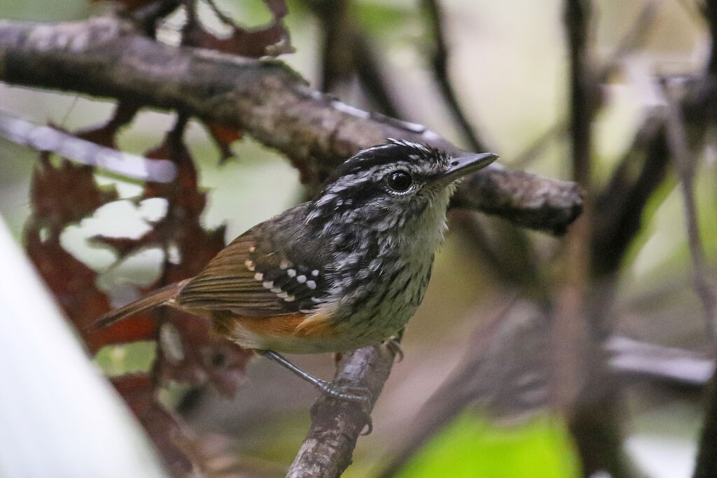 Guianan Warbling Antbird male adult