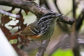 Guianan Warbling Antbird