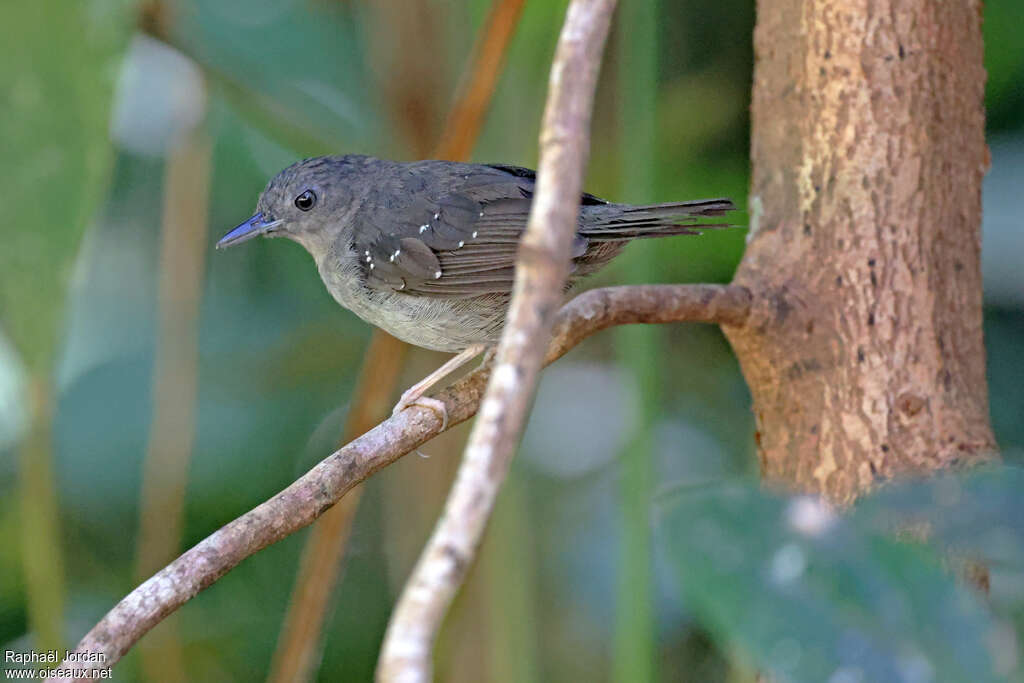 Humaita Antbird male adult