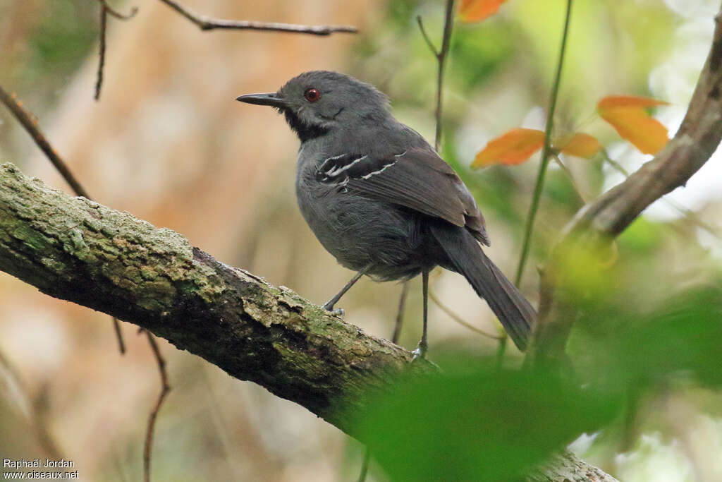 Alapi de Bahia mâle adulte, identification