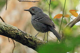 Slender Antbird