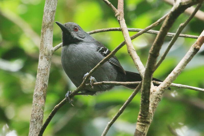 Slender Antbird male adult