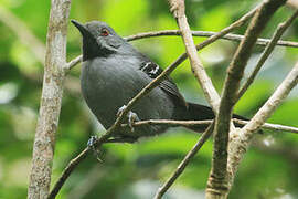 Slender Antbird