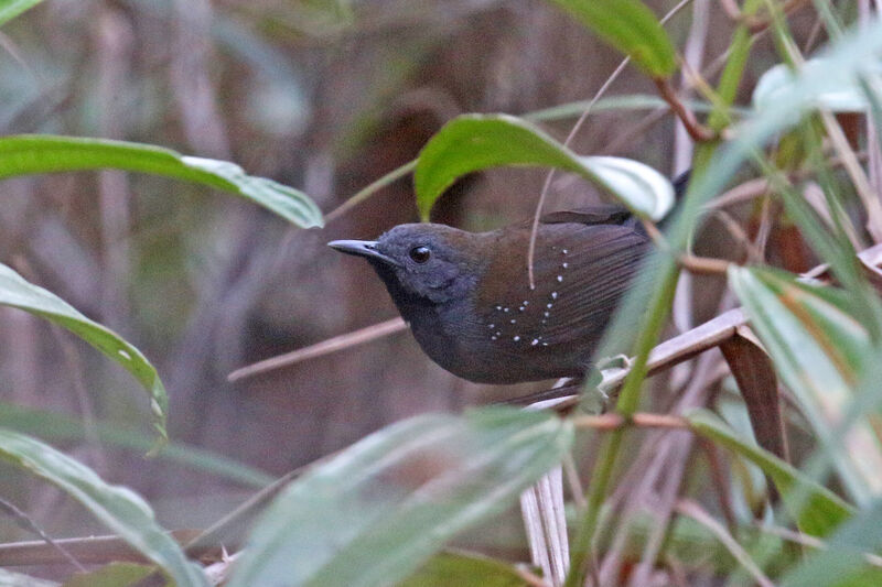 Black-throated Antbird male adult