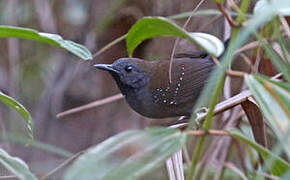 Black-throated Antbird