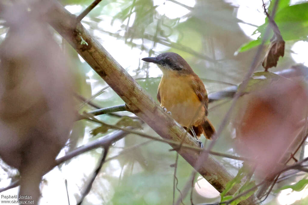 Goeldi's Antbird female adult