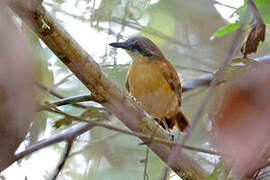 Goeldi's Antbird