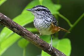 Peruvian Warbling Antbird