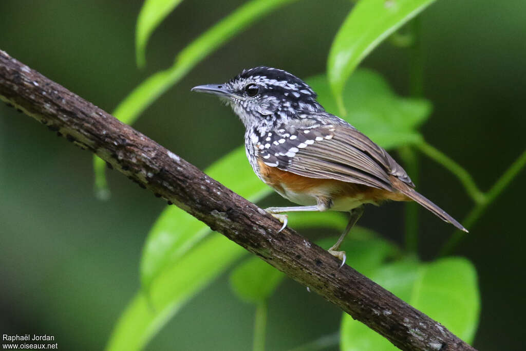 Peruvian Warbling Antbird male adult, identification