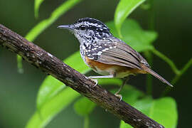 Peruvian Warbling Antbird