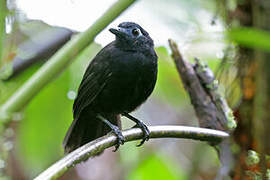 Zeledon's Antbird