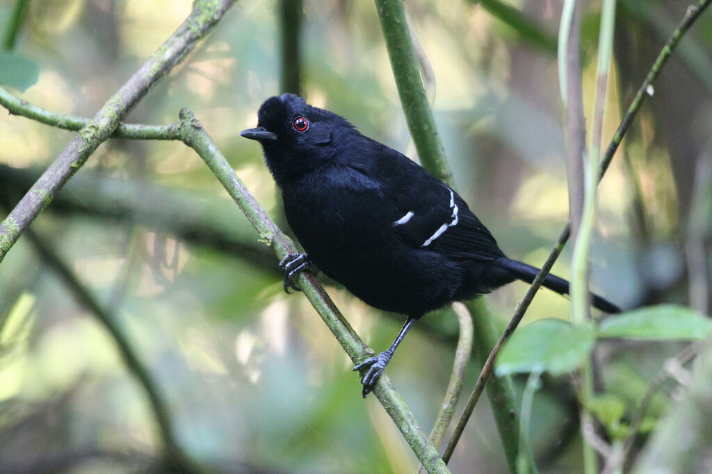 Alapi demoiselle mâle adulte