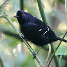 Alapi demoiselle