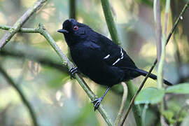 White-shouldered Fire-eye