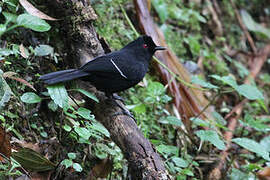 White-shouldered Fire-eye