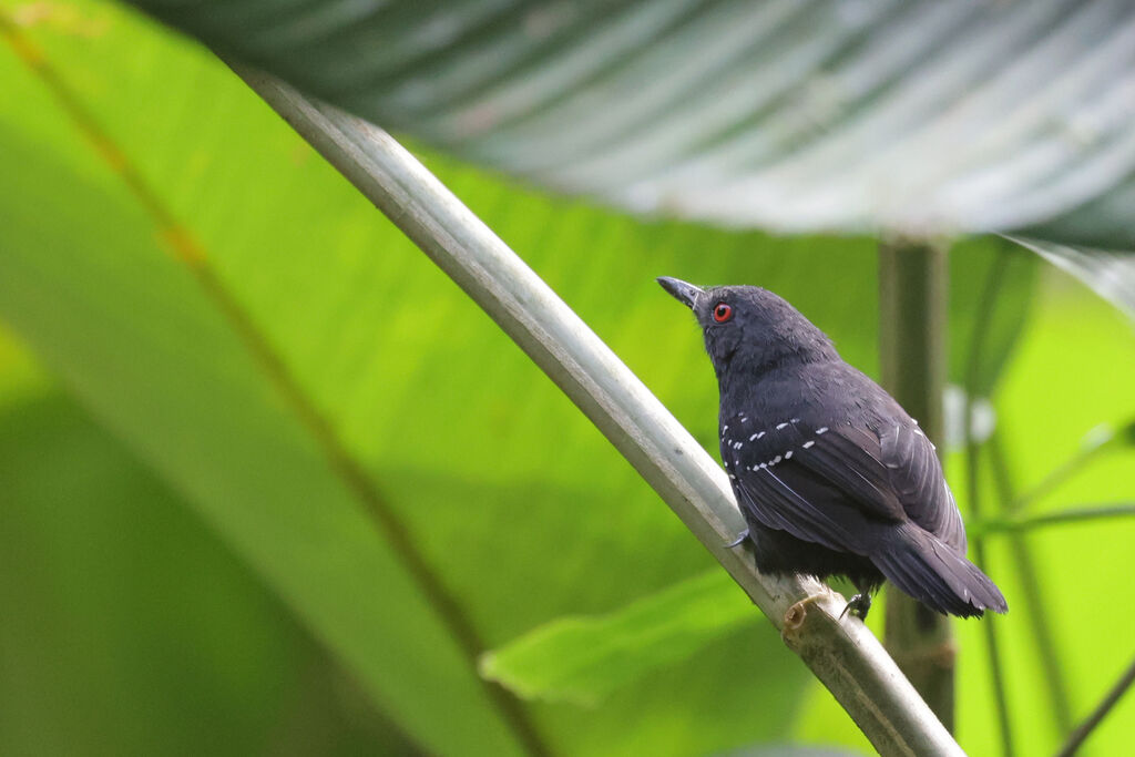 Esmeraldas Antbird male adult