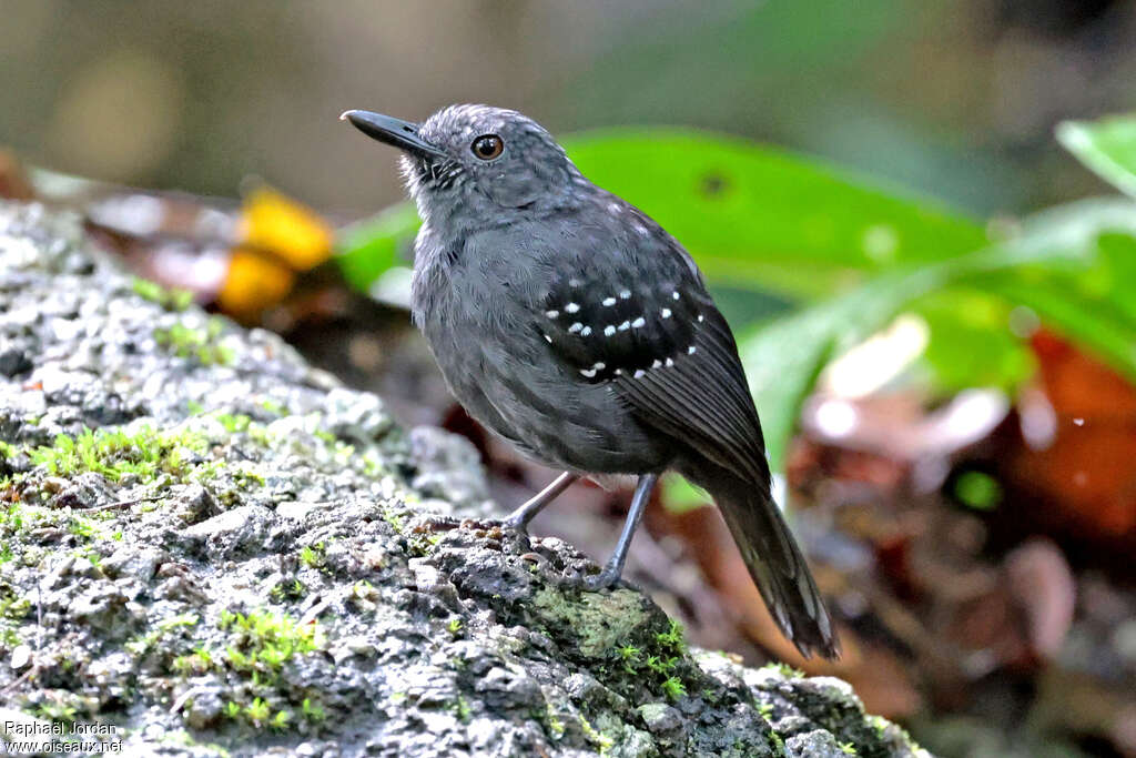 Caura Antbird male adult