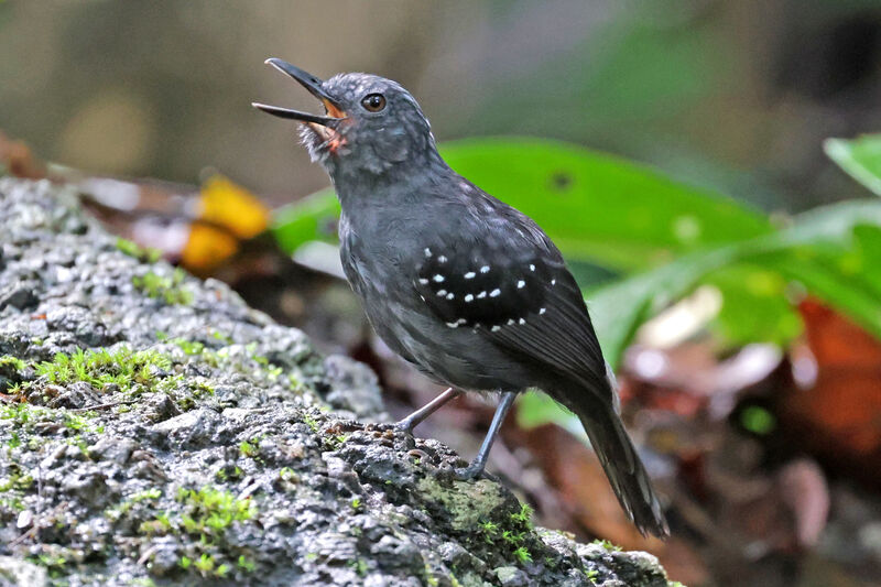 Caura Antbird male adult, song